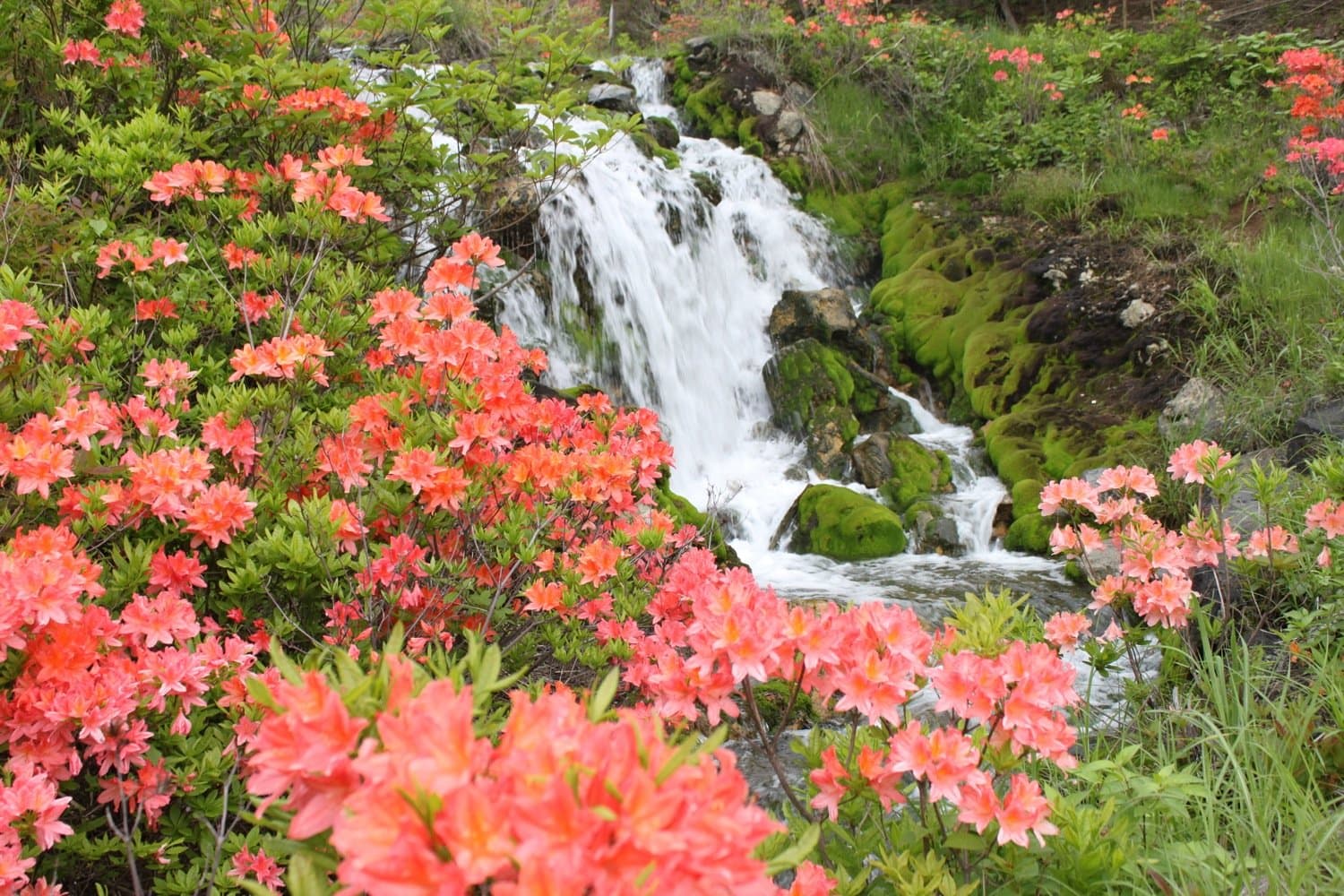 A small waterfall over moss-covered rocks framed by orange azaleas at Chatsubomigoke Park, Gunma