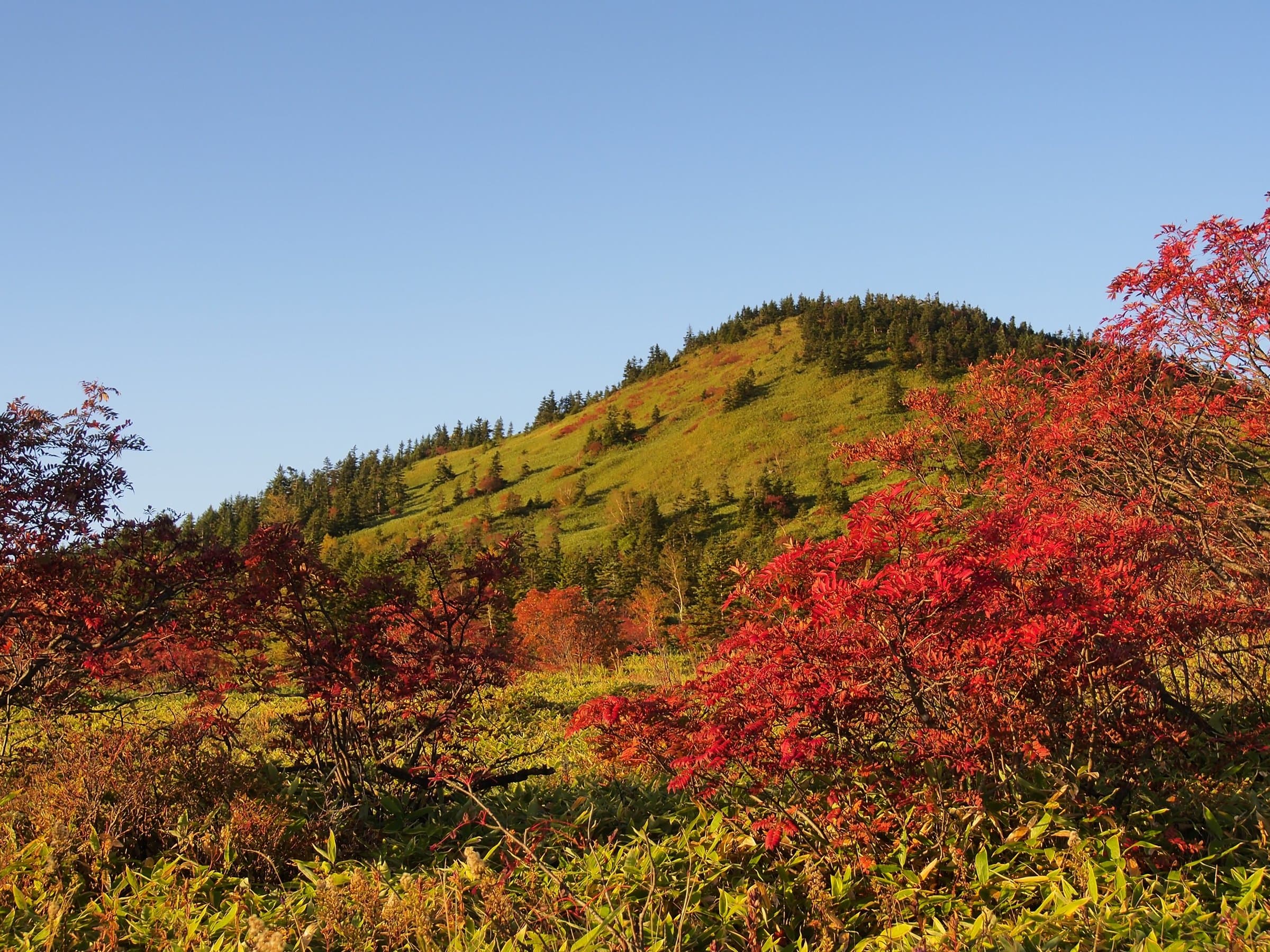 Red autumn foliage below a grassy ridge near Mt. Kusatsu-Shirane
